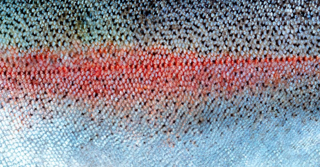 Closeup of steelhead salmon skin