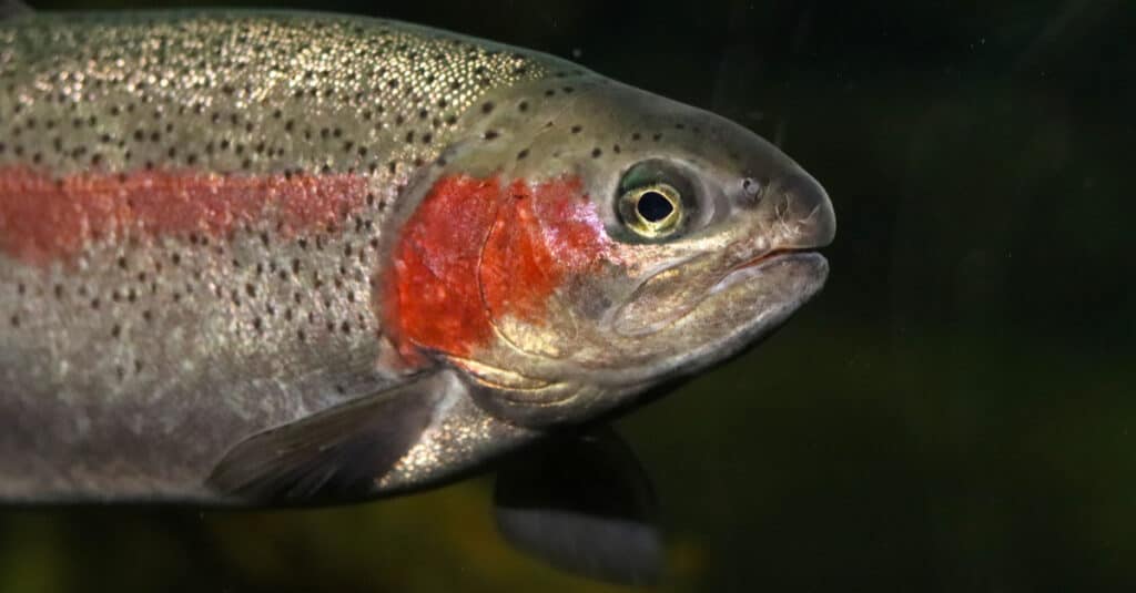 Closeup of a steelhead salmon
