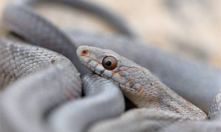 A closeup of a Baird's rat snake's head