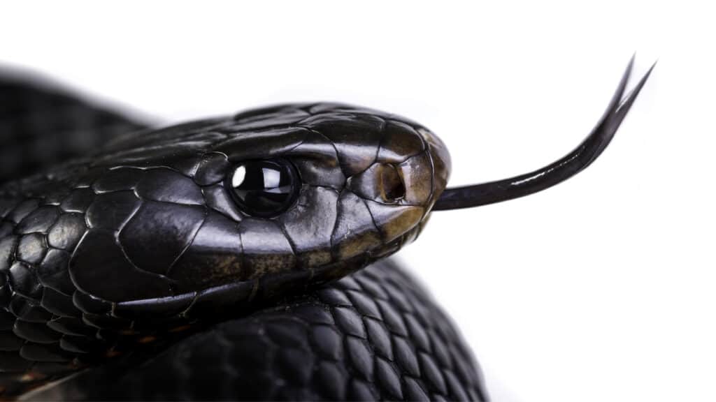 A closeup of a Red-Bellied Black Snake flicking its tongue