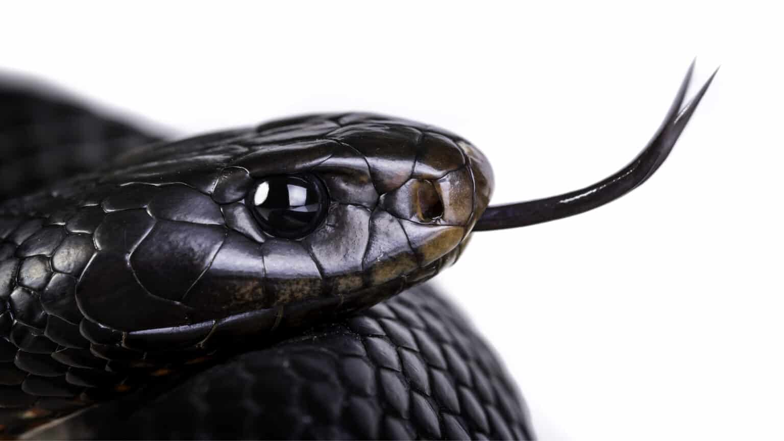 Red-Bellied Black Snake - A-Z Animals