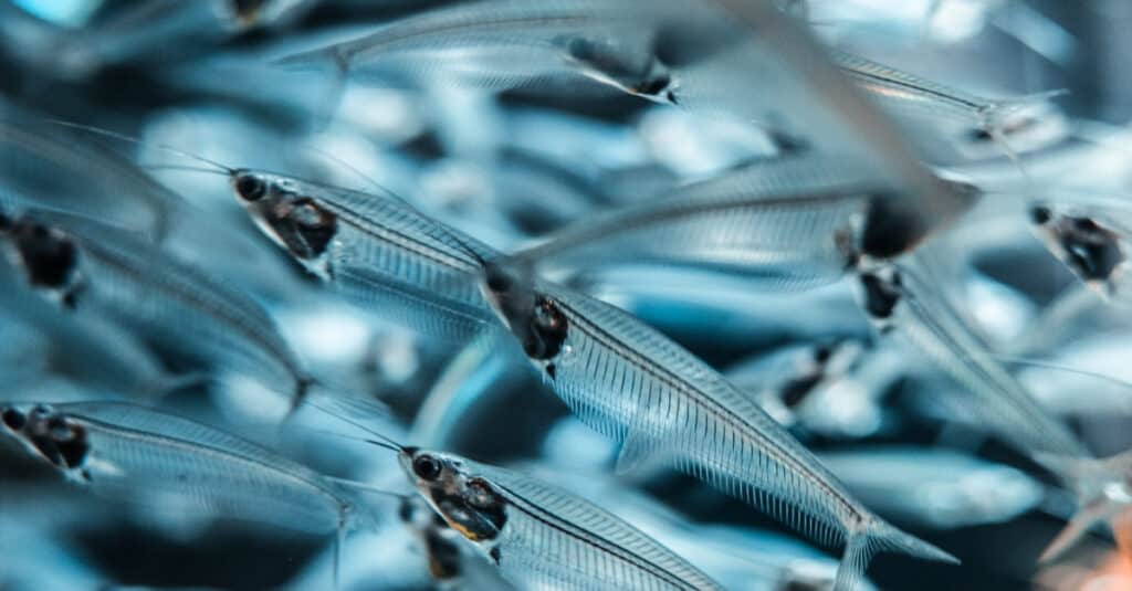 A school of glass catfish