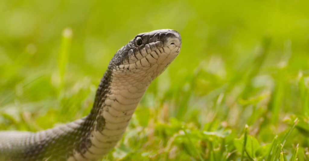 Closeup of a black rat snakes face