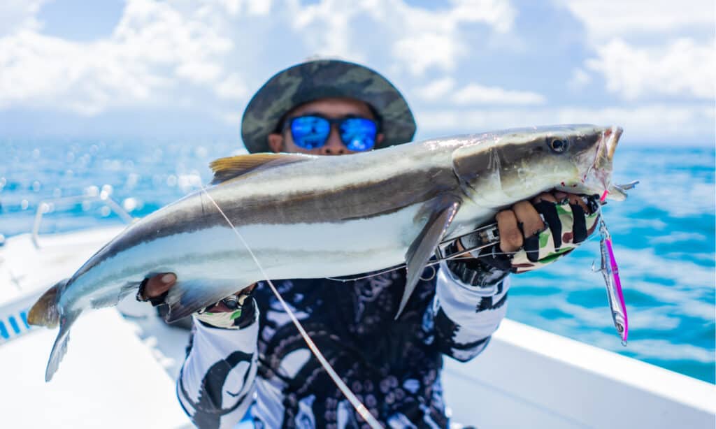 A fisherman with a freshly caught cobia. The cobia has a cylindrical body and elegant fins.