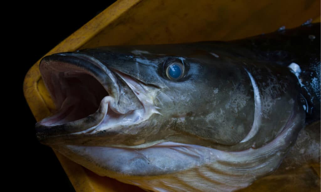 Closeup shot of Cobia fish opening it's mouth. The Cobia has a depressed, broad head and a lower jaw that juts out past the top jaw.