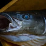 Cobia