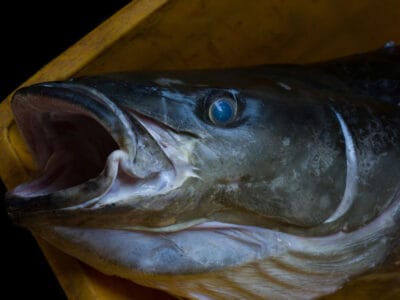 A Cobia Fish