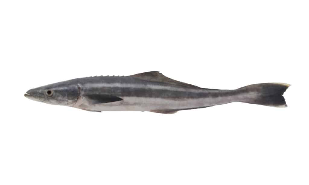 Cobia fish isolated on white background.