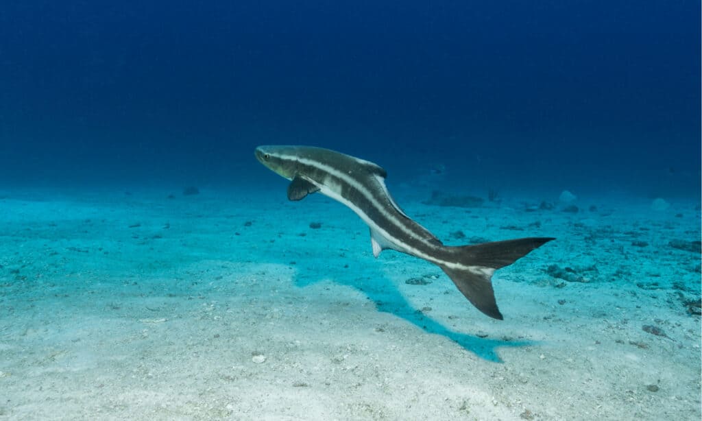 A cobia swimming in the open ocean. This sleek fish has a torpedo-shaped body.