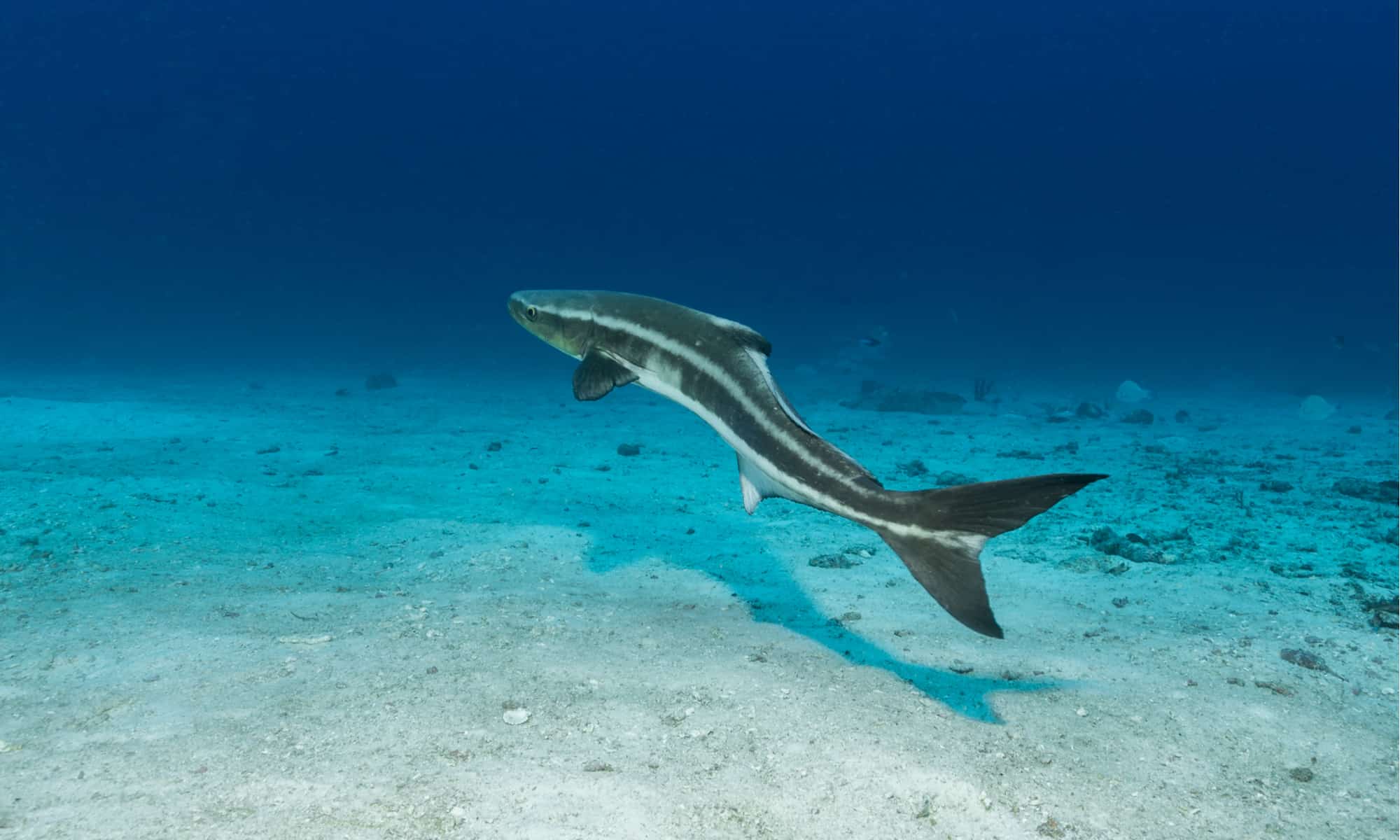 A cobia swimming in the open ocean. This sleek fish has a torpedo-shaped body.