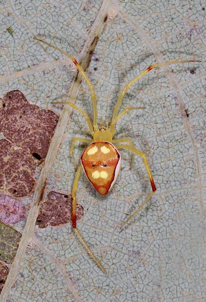 Cobweb Spider - Spintharus flavidus