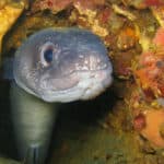 Conger eels