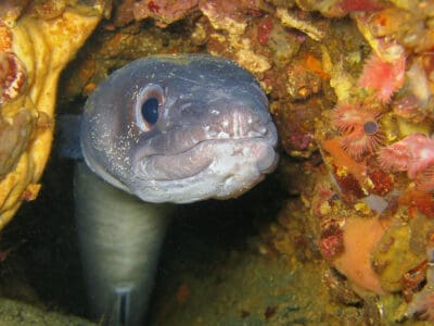 A Conger Eel