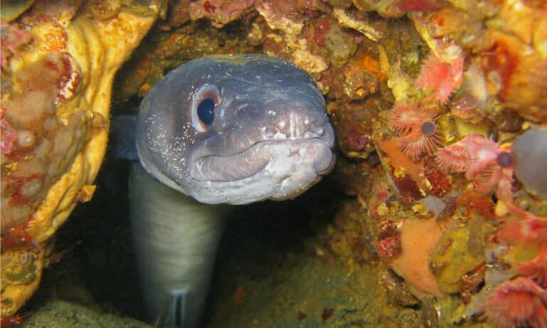 European conger hidden in a hole, Mediterranean sea. They are practically blind and hunt primarily by scent.