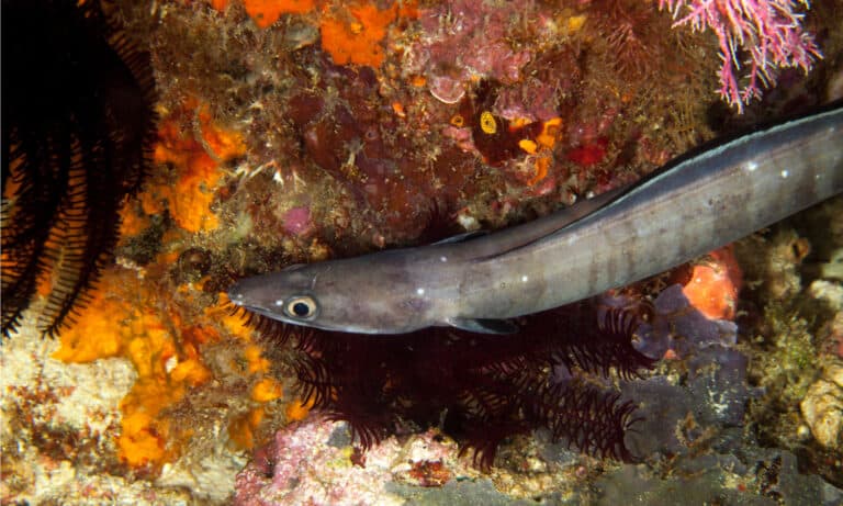Conger eels have long fins that run along the top and often bottom of their bodies.