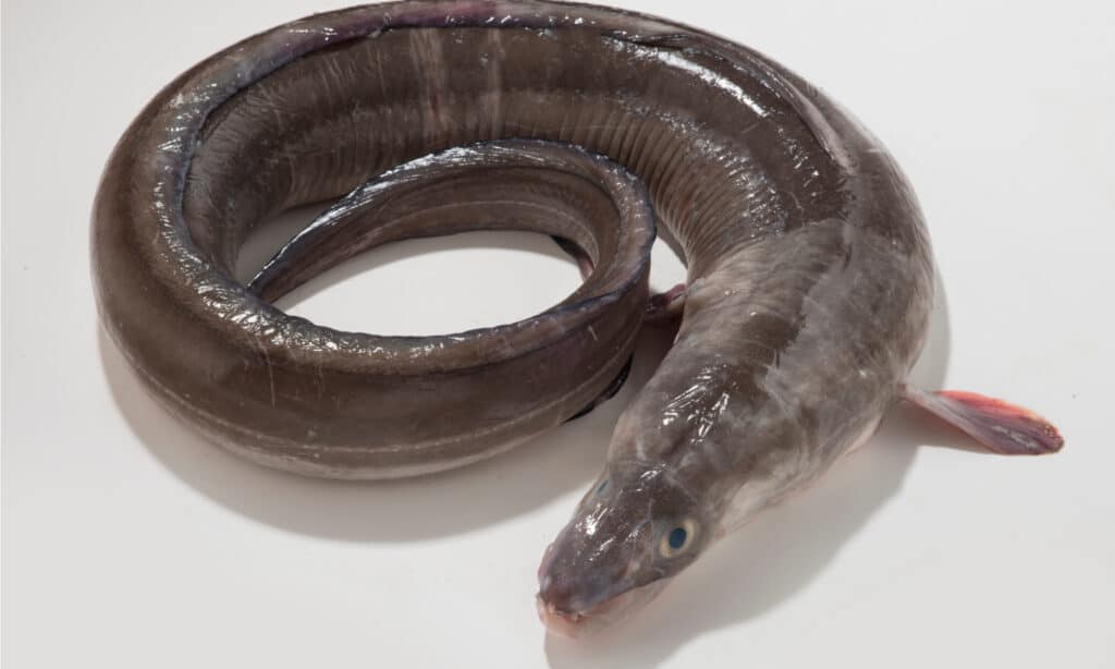 Conger Eel isolated on white background.