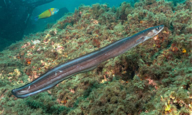 Conger eels have a long, thin, snake-like body, with a wide prominent snout.
