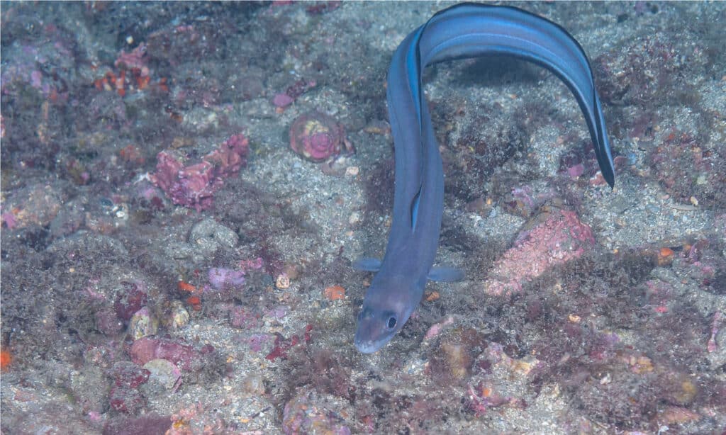 European conger (Conger conger) in Granada, Spain. Adults can grow to an average length of 5 feet.