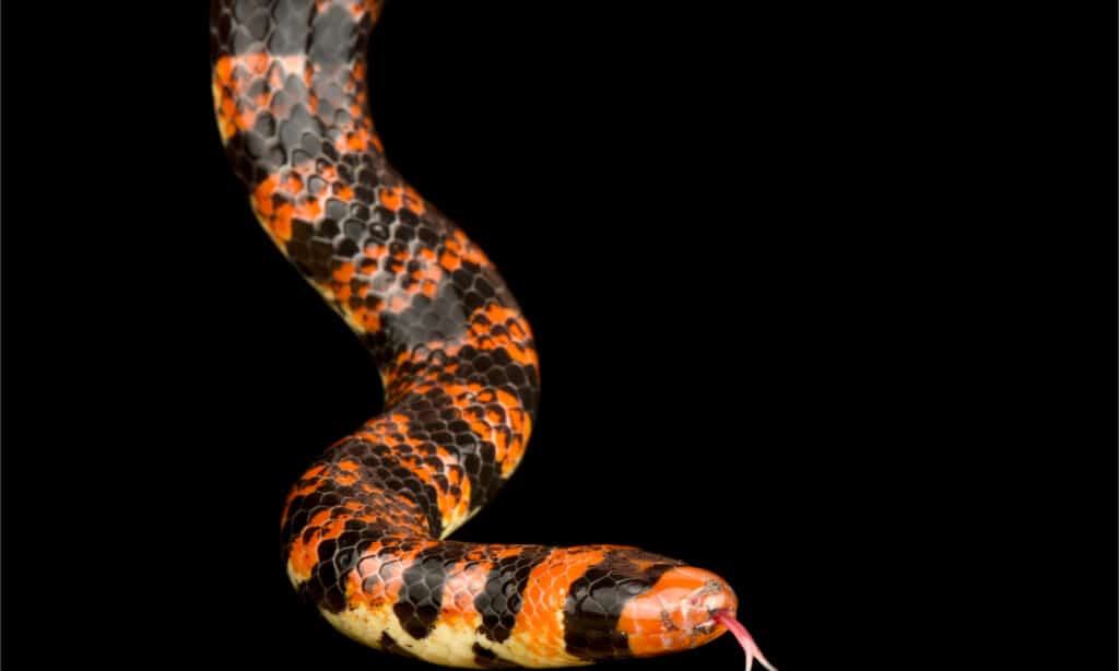 A coral cylinder snake on a black background