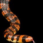 Red-tailed pipe snake