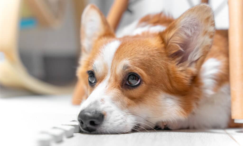 A corgi looking guilty