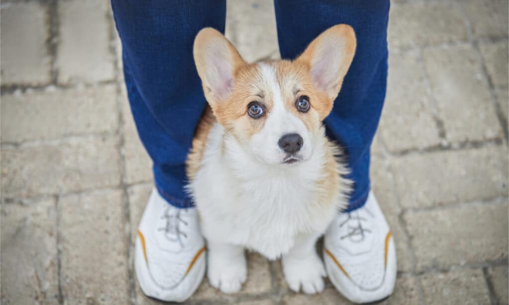 A Corgi puppy sits next to his owners feet