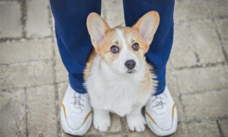 this-is-why-your-dog-sits-sleeps-and-lays-on-your-feet-a-z-animals