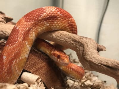 A The Best Hideaway Boxes for Your Pet Snake