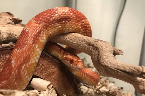 Orange corn snake wrapped around a stick in its tank. The corn snake makes excellent pets. It is generally docile, relatively easy to care for, and does not get very large.