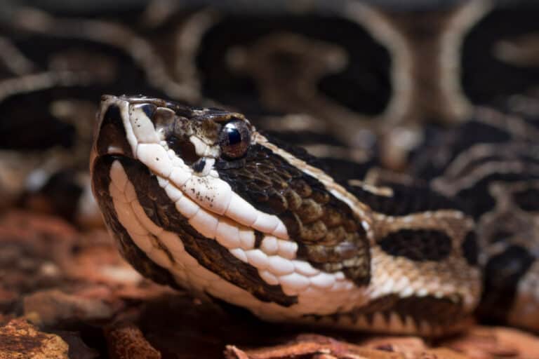 A closeup of a deadly Urutu Snake's head