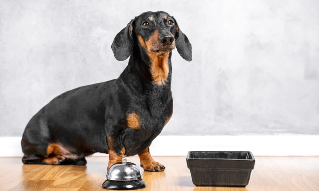 Sausage dog outlet diet