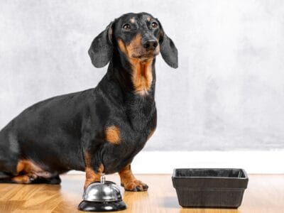 A The Best Dog Food for Dachshunds for 2022
