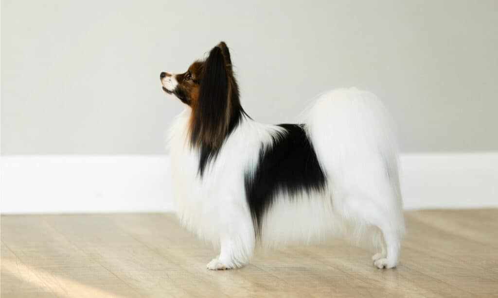 Papillon dog Staring At The Wall