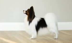 8 Reasons Your Dog Is Staring At The Wall (4 Are Dangerous) Picture