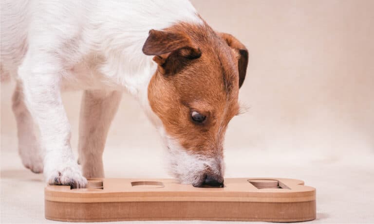 Dog Lick_Dog Mat