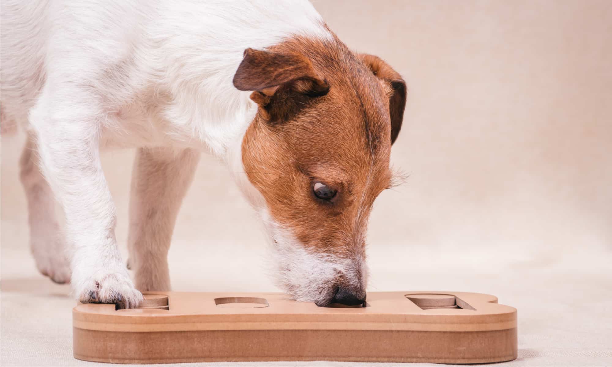 KADTC Dog Puzzle Toys for Medium/Large Dogs Slow Blow Puzzles