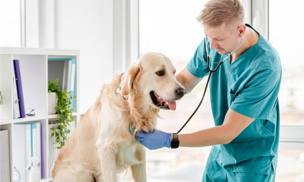 A  light-skinned male presenting veterinarian in aqua scrubs checks a golden retriever's heartbeat  a primarily white office setting with files and a green plant. The vet is wearing a blue latex glove on his left hand, and a black watch on his left arm. His right hand is on the retrievers neck, not visible in the frame. 