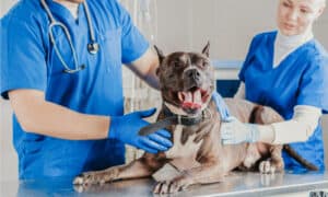 Types of Knee Surgery for Dogs Picture