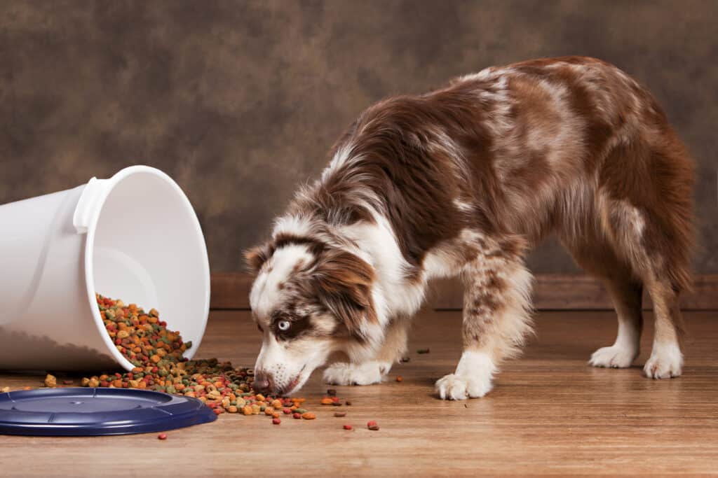 Overeating can sometimes cause a dog to drip blood after pooping
