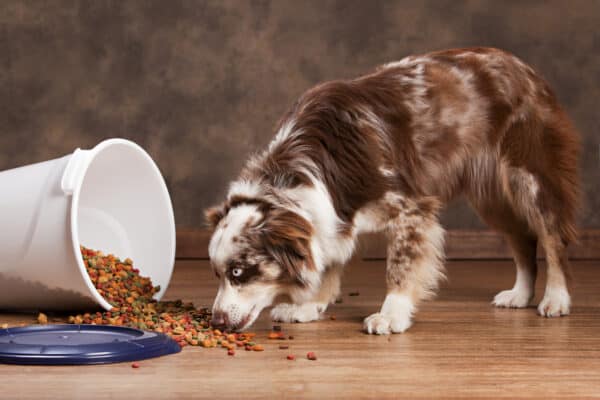 Australian shepherd eating from a spilled trash can full of dog food.