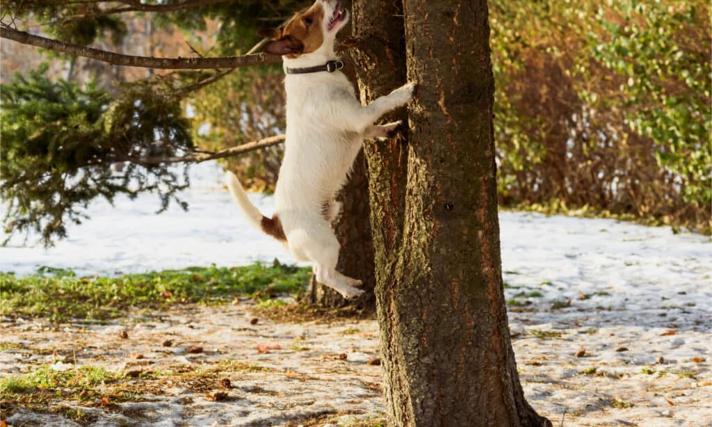 A Jack Russell tA Jack Russell terrier chasing a squirrel up a treeerrier jumping a tree