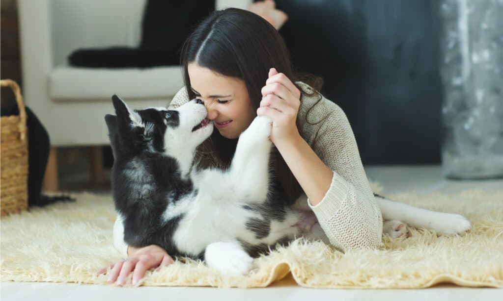 Is it normal for dogs to groom themselves?