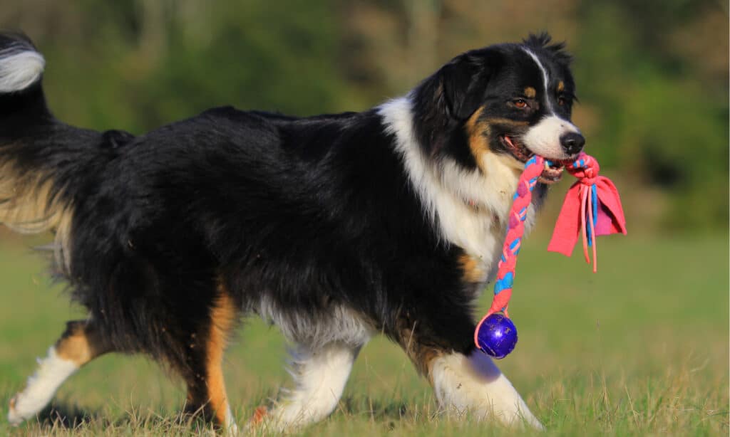 How to Train an Australian Shepherd Puppy: Timeline & Milestones