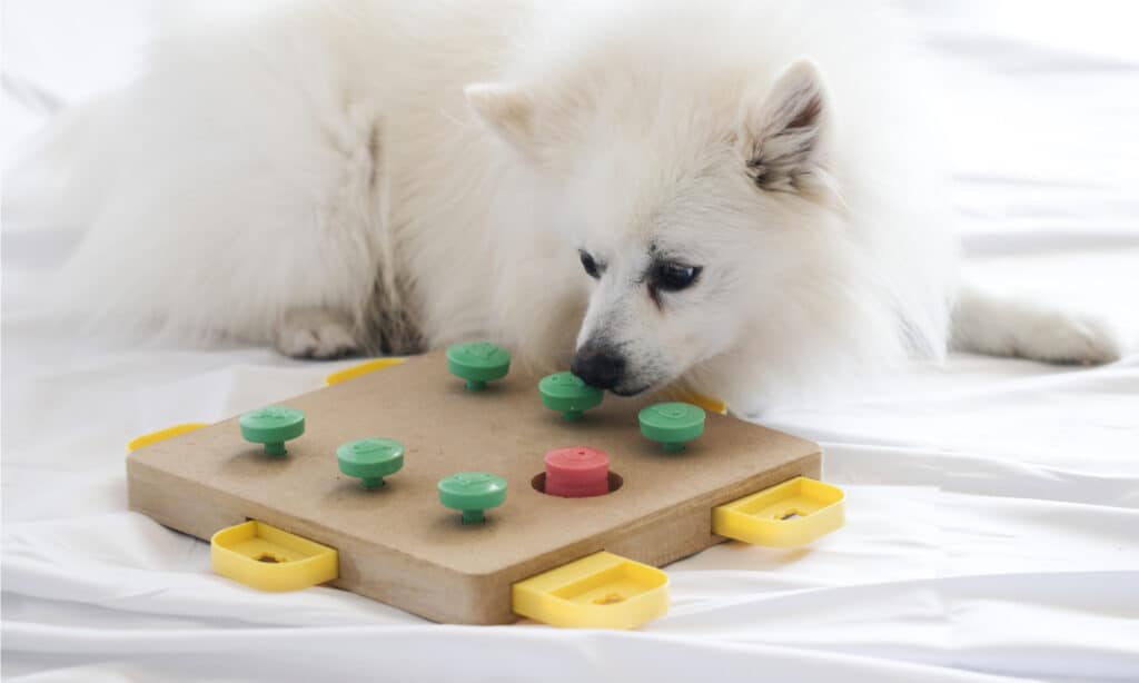 Dog interactive toy