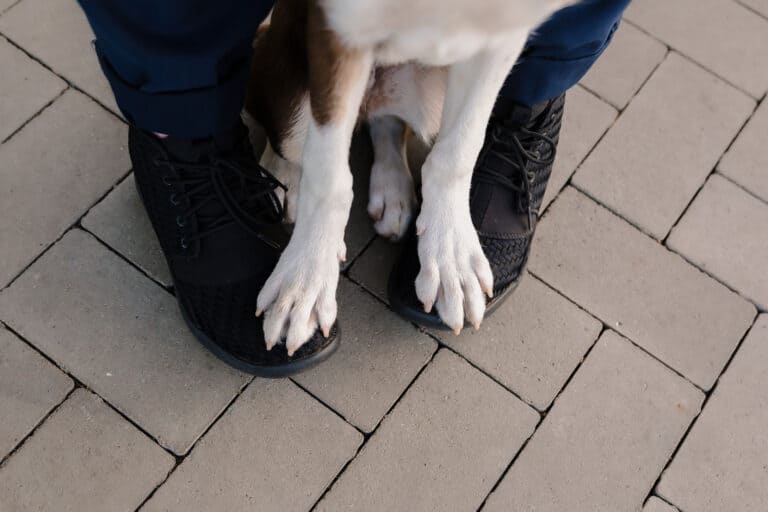 A dog standing on owner's feet