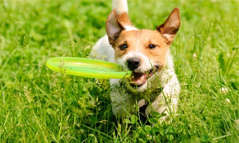 Dog toys for fetch