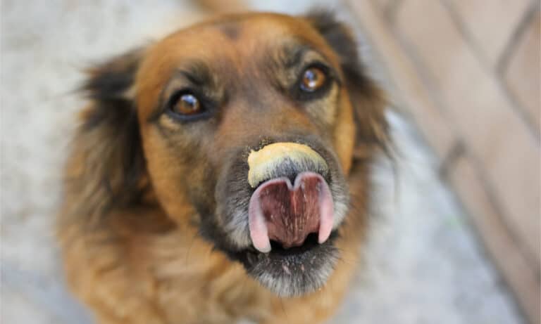 A large dog licks peanut butter off its nose