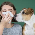 Just like humans, dogs can get allergies which will cause their eyes to become red and swollen.