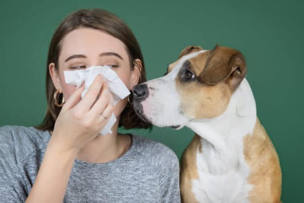 Just like humans, dogs can get allergies which will cause their eyes to become red and swollen.