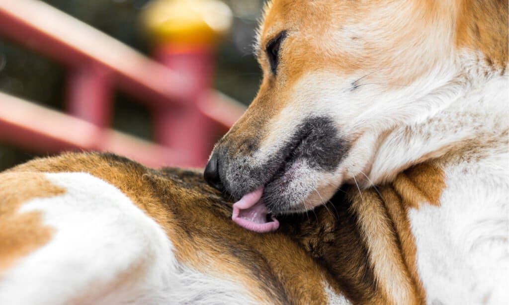 why do dogs lick themselves